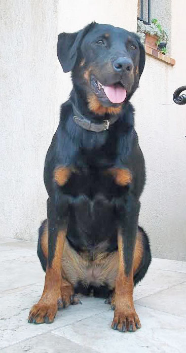 domainedelalicorne.fr photo chien beauceron photo chiot beauceron Elevage de beauceron chiot beauceron pure race élevage du clos de la licorne elevage des gardiens de la licorne elevage beauceron noir et feu authentique gros gabarits élevage de Beauceron familial sérieux et qualité domainedelalicorne.fr suivi des chiots conseil d’éducation chiot propre bas rouge santé caractère spécialiste du beauceron noir et feu ou arlequin chien rustique berger de France  nos chiots sont élevés avec amour et attention notre passion au service de la qualité Beauceron de qualité et sportif domaine de la licorne 04380 BARRAS élevage en liberté éleveur berger de beauce élevage de beauceron de travail 06 11 20 51 93 site domainedelalicorne.fr mail domainedelalicorne@gmail.com